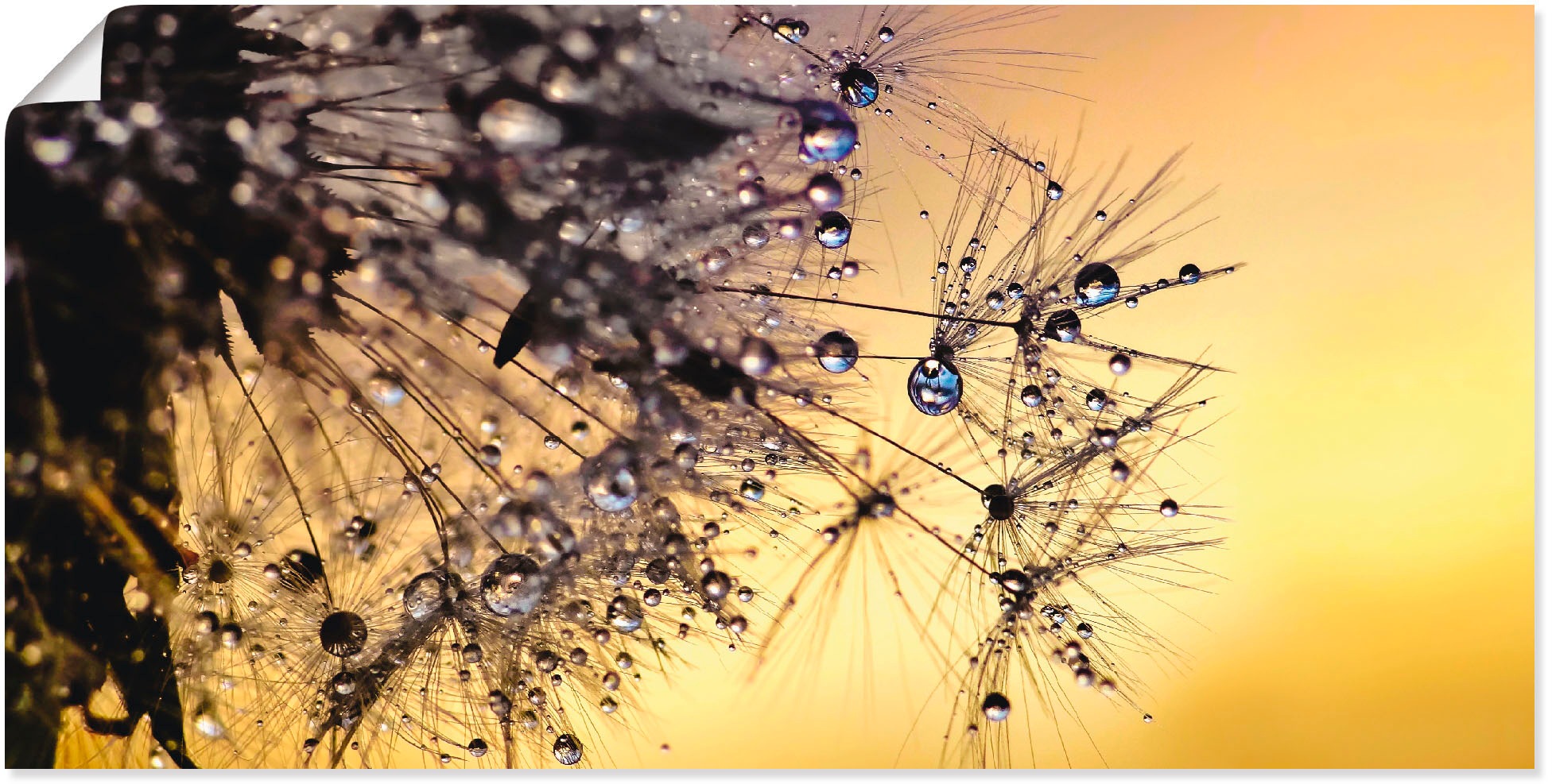 Image of Artland Wandbild »Pusteblume mit Tautropfen benetzt«, Blumen, (1 St.), in vielen Grössen & Produktarten - Alubild / Outdoorbild für den Aussenbereich, Leinwandbild, Poster, Wandaufkleber / Wandtattoo auch für Badezimmer geeignet bei Ackermann Versand Schw