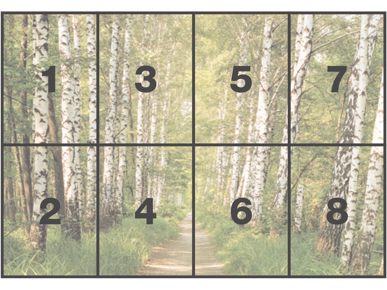 Komar Papier peint photo »Papier Fototapete - Birkenwald - Grösse 368 x 254 cm« imprimé