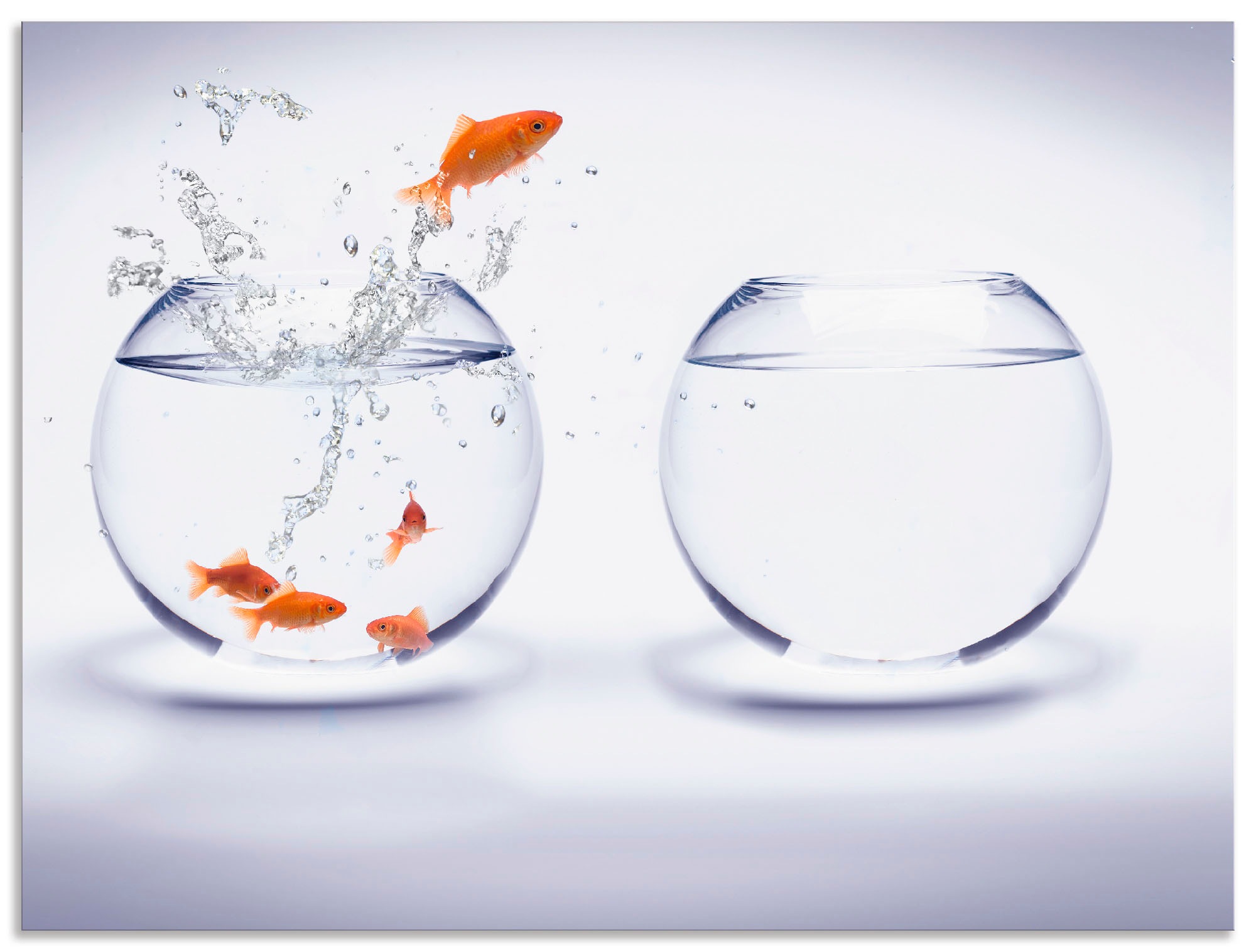 Image of Artland Wandbild »Goldfischaquarium«, Wassertiere, (1 St.), in vielen Grössen & Produktarten - Alubild / Outdoorbild für den Aussenbereich, Leinwandbild, Poster, Wandaufkleber / Wandtattoo auch für Badezimmer geeignet bei Ackermann Versand Schweiz