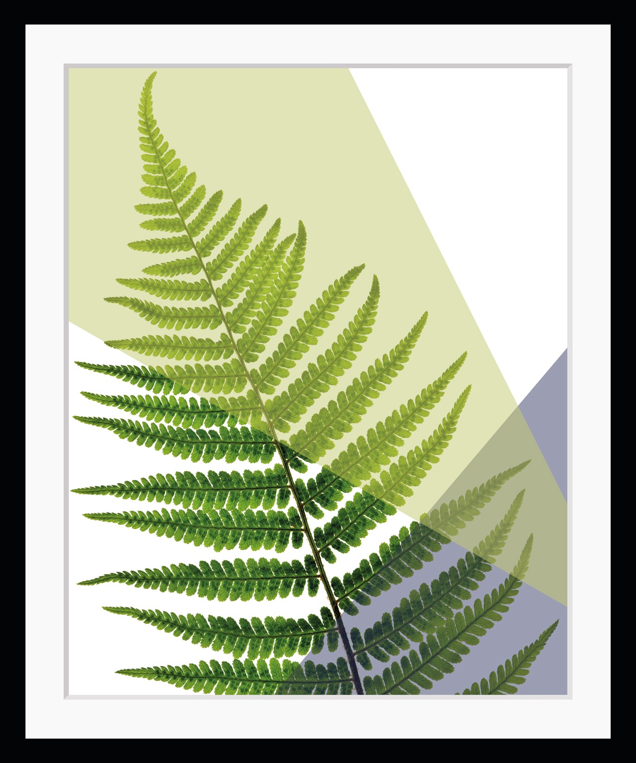 Image of queence Bild "Fahn" Blätter Kunst Pflanzen Pflanzenbilder HD Premium Poster-Druck inkl. Holzrahmen