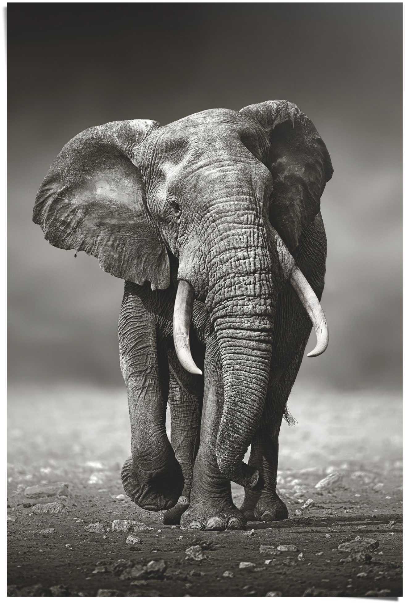 Reinders! Poster jetzt kaufen St.) Elefanten, Elefant Wanderung«, »Poster (1