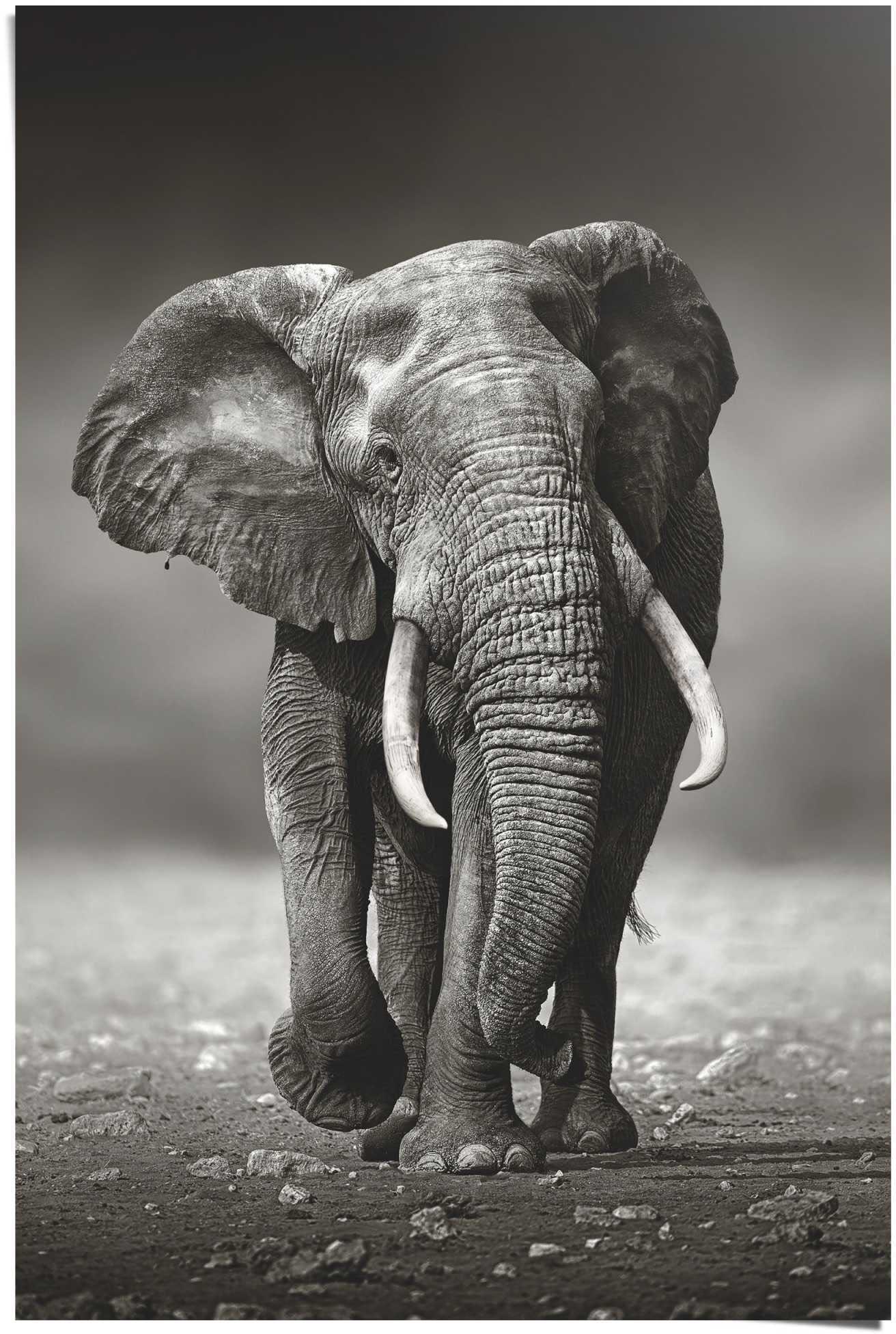 Image of Reinders Poster "Poster Elefant Wanderung" Elefanten 1 Stk. tlg.