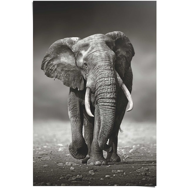 Reinders! Poster »Poster Elefant Wanderung«, Elefanten, (1 St.) jetzt  kaufen