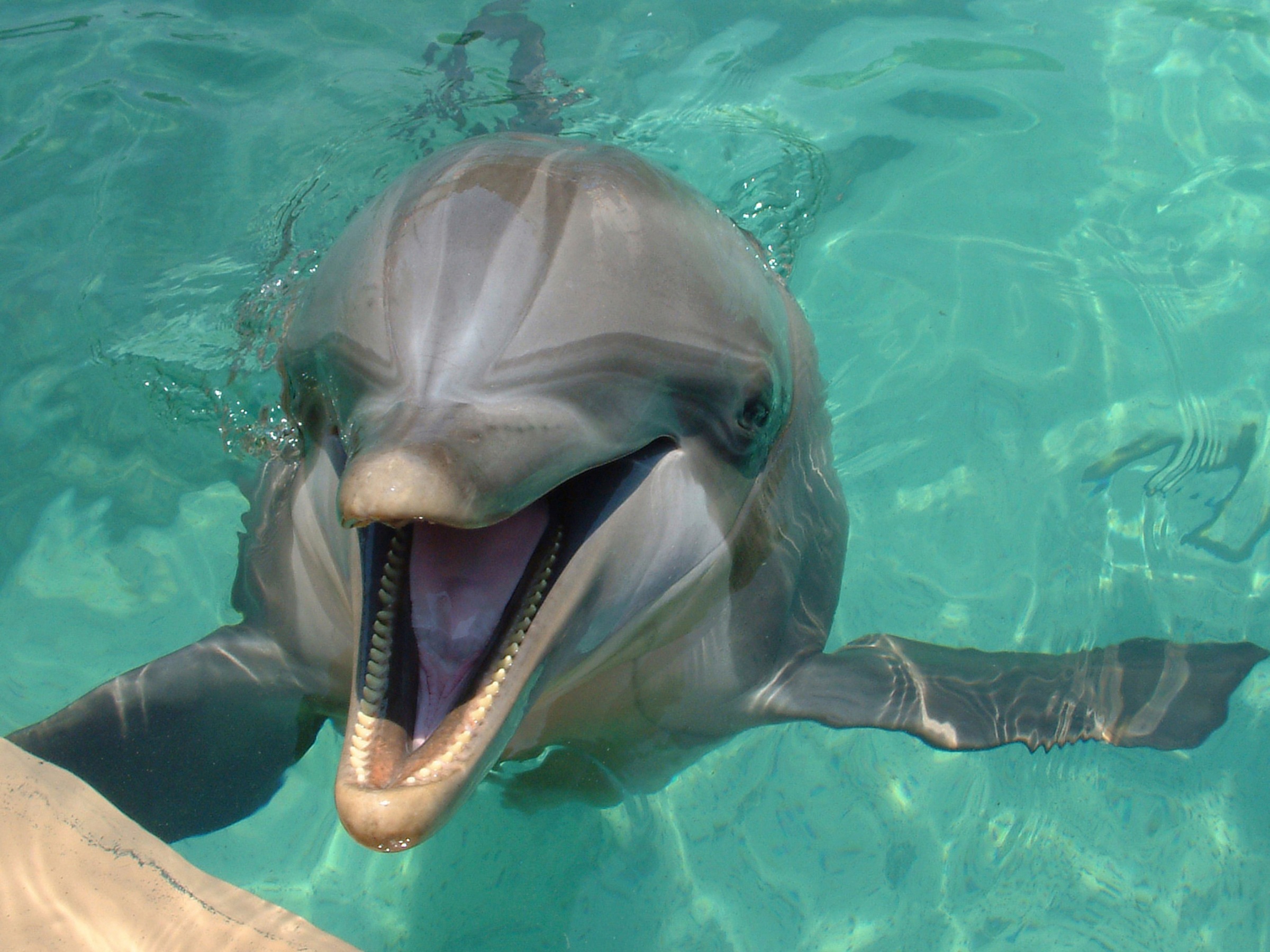 Image of Papermoon Fototapete »DELFINE-ZAHNWAL TIER SEE OZEAN MEER WASSER WALE ORCA«, Vliestapete, hochwertiger Digitaldruck, inklusive Kleister bei Ackermann Versand Schweiz