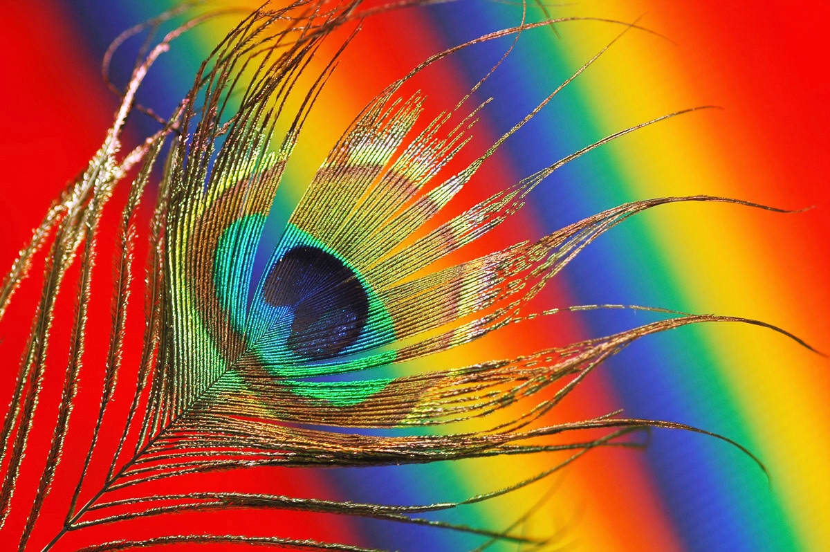 Papermoon Fototapete »Straussfeder«