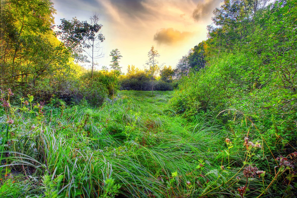 Image of Papermoon Fototapete »Grüne Wiese«, Vliestapete, hochwertiger Digitaldruck bei Ackermann Versand Schweiz