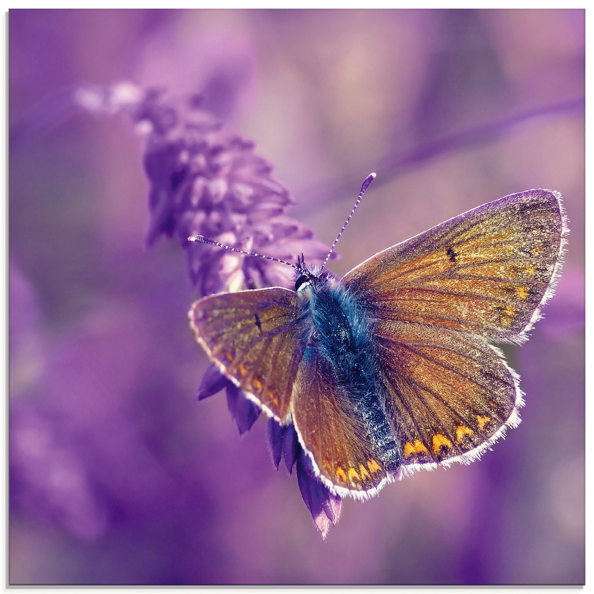 Artland Glasbild Grössen verschiedenen Insekten, (1 St.), in Lavendeltraum«, maintenant »Schmetterling