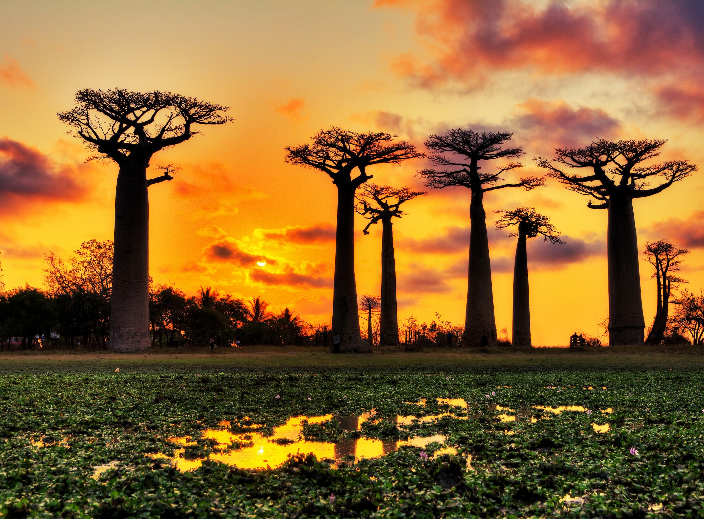 Image of Papermoon Fototapete "Baobabs Trees African Sunset" glatt