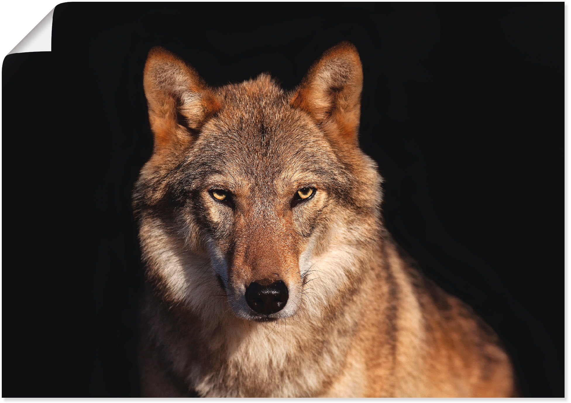 Wandbild oder »Wolf«, kaufen St.), Wandaufkleber Artland Grössen in versch. günstig Wildtiere, als Poster Leinwandbild, Alubild, (1