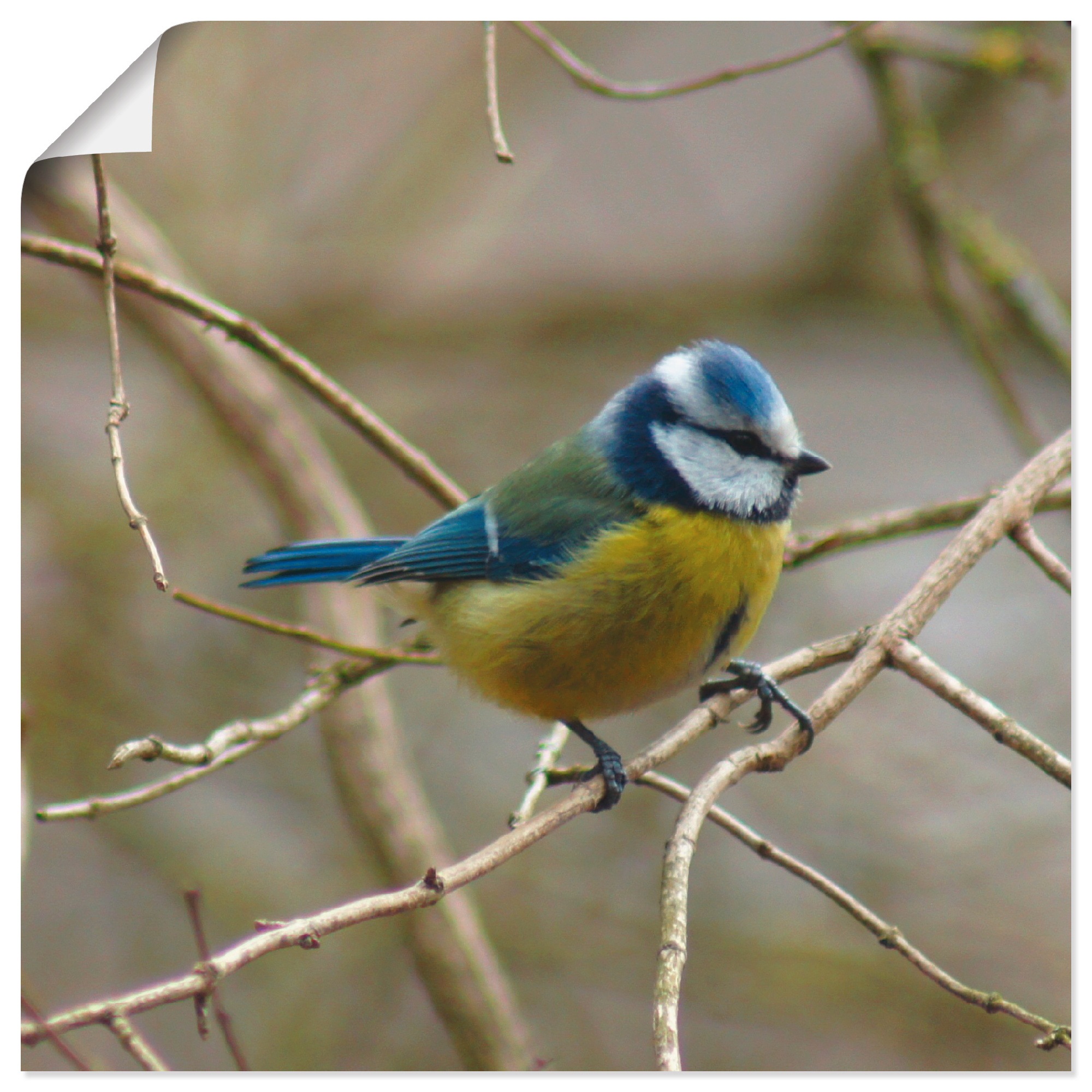 Image of Artland Wandbild »Blaumeise«, Vögel, (1 St.), in vielen Grössen & Produktarten -Leinwandbild, Poster, Wandaufkleber / Wandtattoo auch für Badezimmer geeignet bei Ackermann Versand Schweiz