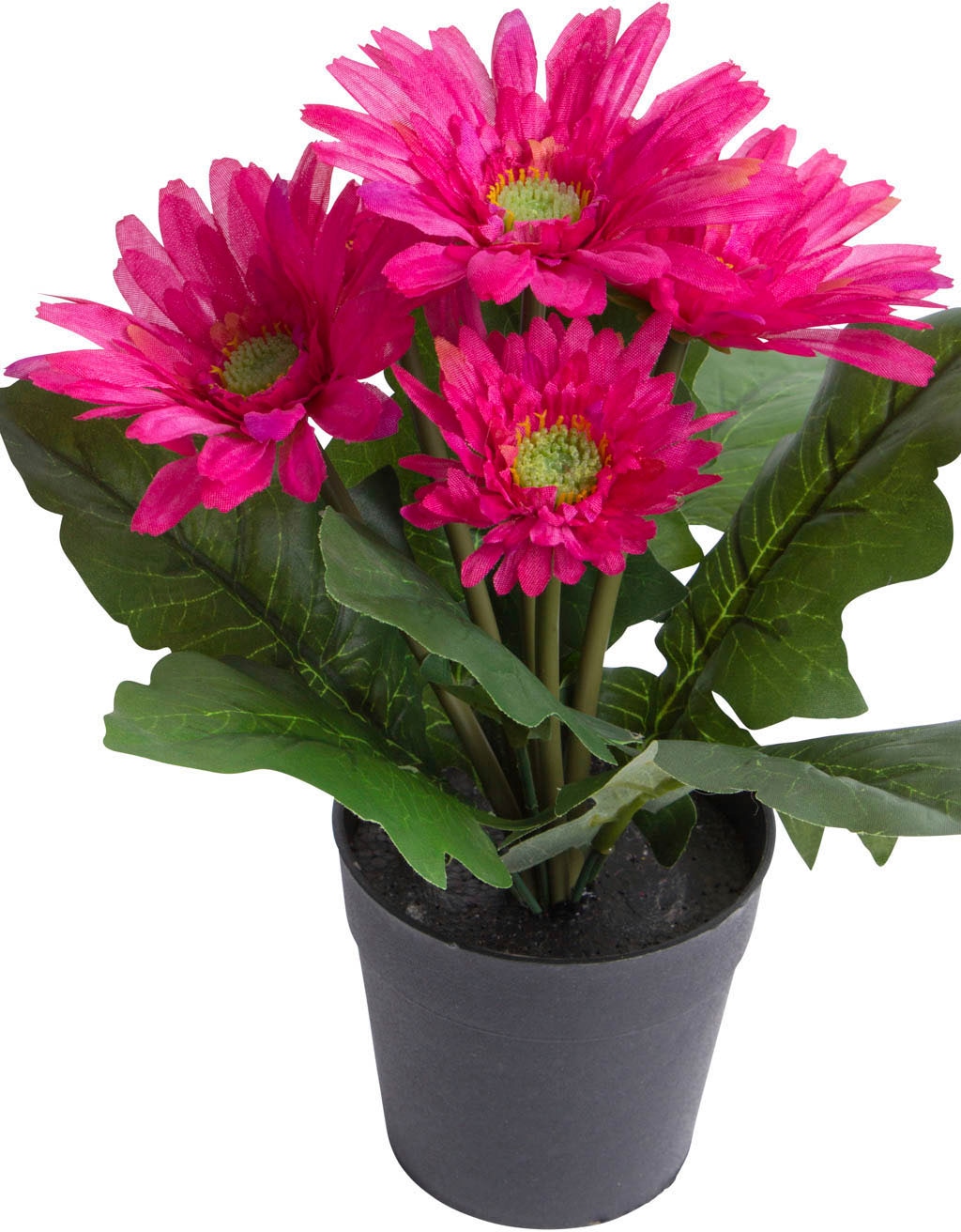 Botanic-Haus Kunstblume »Gerbera mit 5 Blüten« günstig kaufen