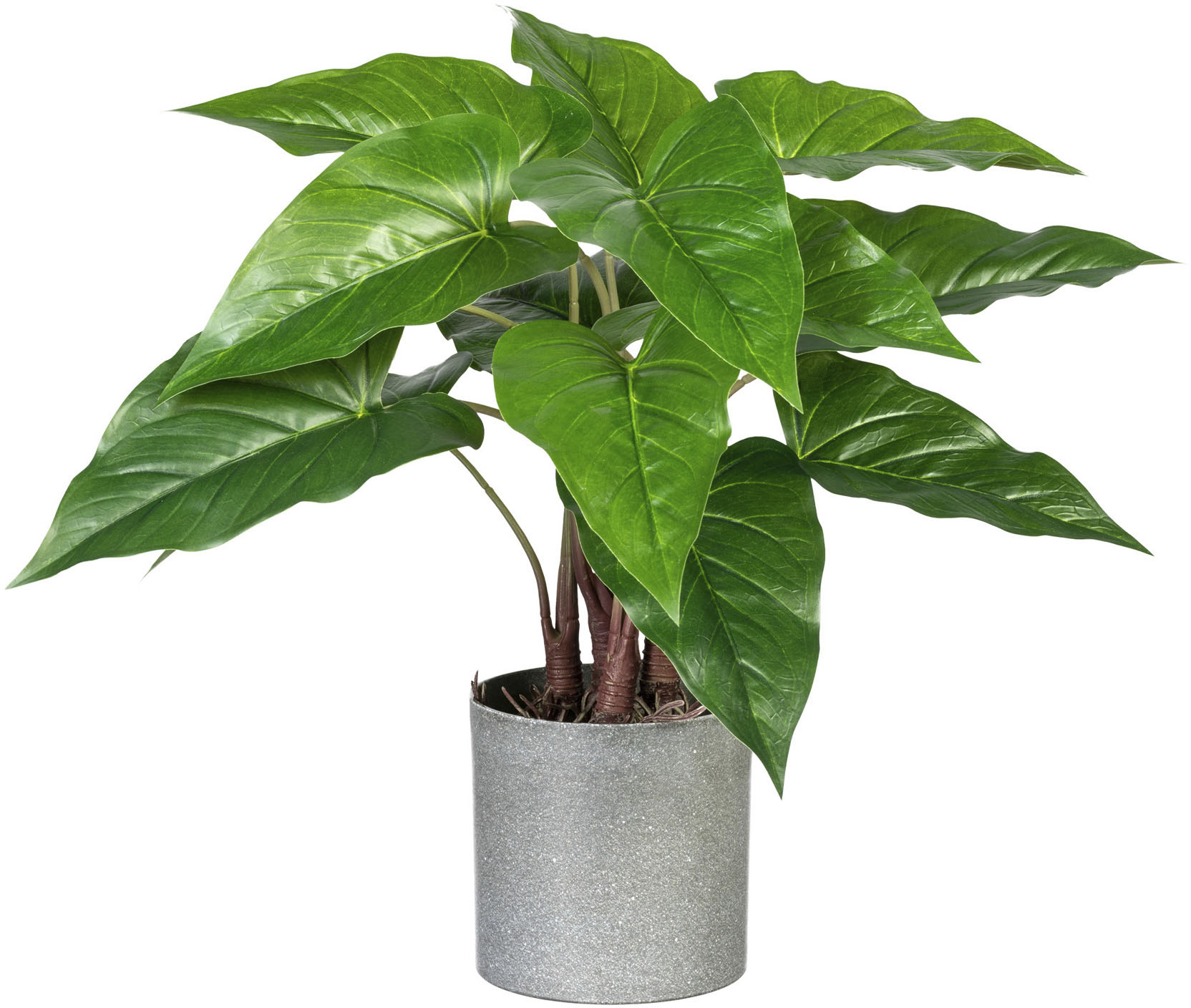 »Maranta« green Zimmerpflanze kaufen Künstliche Creativ