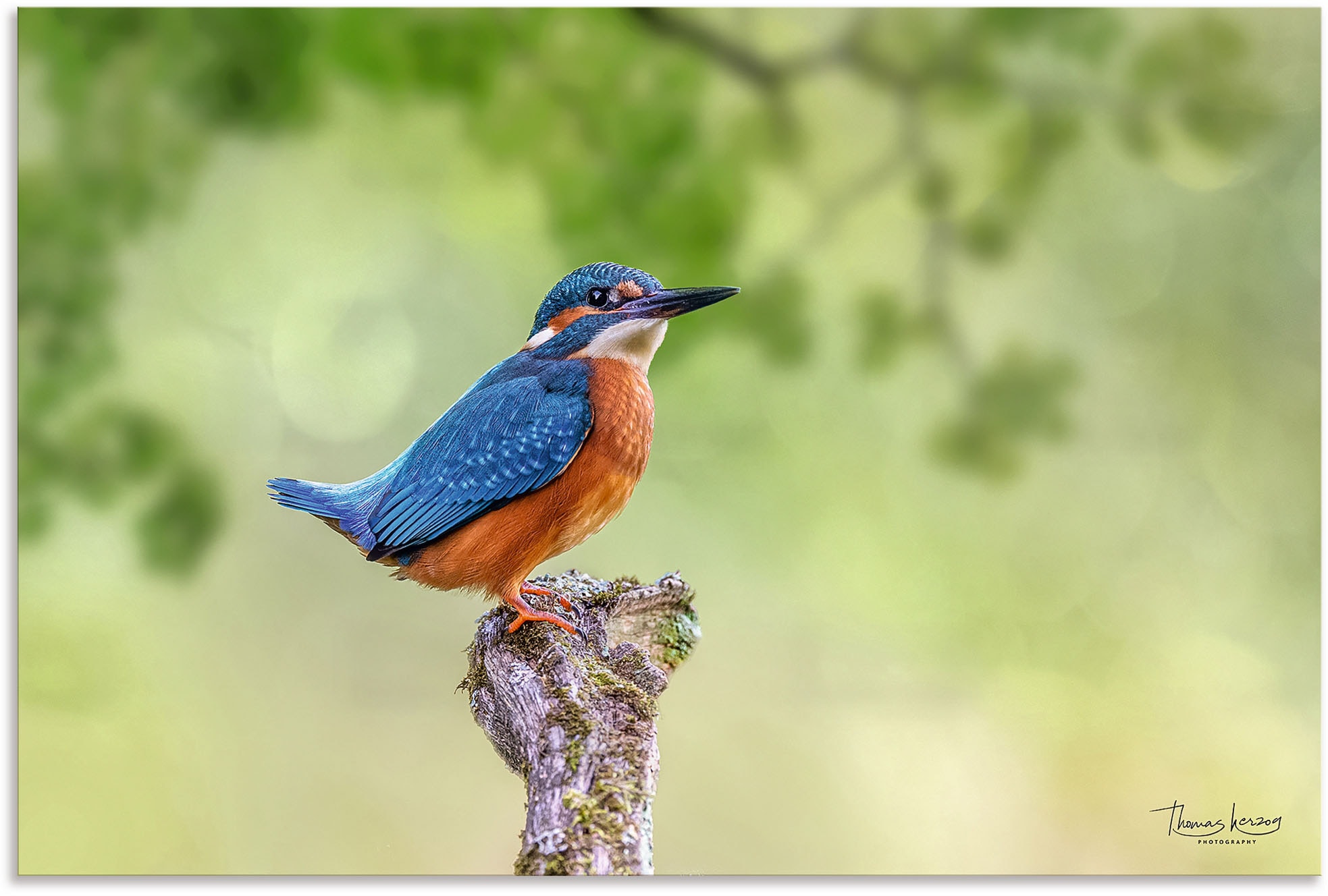 Image of Artland Alu-Dibond-Druck "Eisvogel II" Vogelbilder 1 Stk. tlg. für Innen- und Aussenbereich geeignet, Outdoorbild