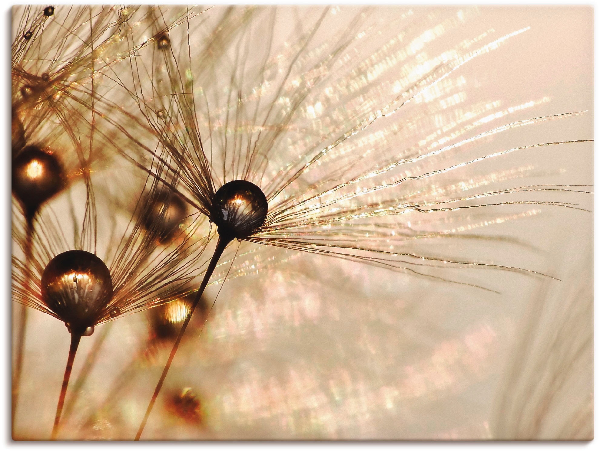 Image of Artland Wandbild "Pusteblume Goldener Tropfen" Blumen 1 Stk. tlg. als Alubild, Leinwandbild, Poster in verschied. Grössen