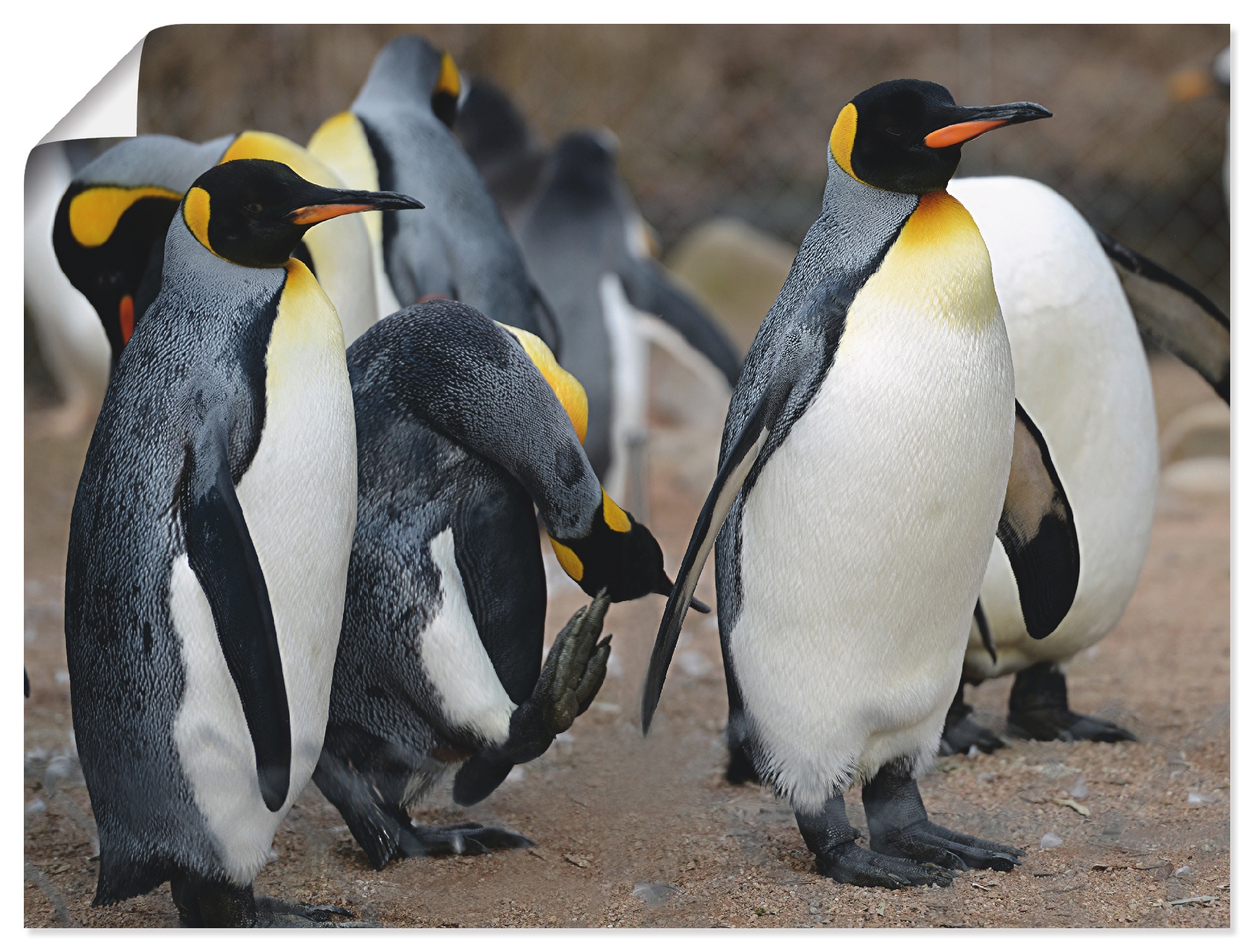 Image of Artland Wandbild »Königspinguin«, Vögel, (1 St.), in vielen Grössen & Produktarten - Alubild / Outdoorbild für den Aussenbereich, Leinwandbild, Poster, Wandaufkleber / Wandtattoo auch für Badezimmer geeignet bei Ackermann Versand Schweiz