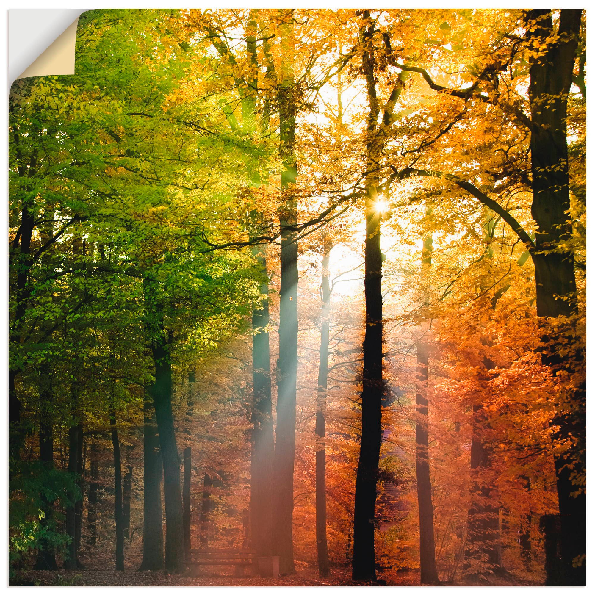 Image of Artland Wandbild »Schöner Herbsttag 2«, Wald, (1 St.), in vielen Grössen & Produktarten - Alubild / Outdoorbild für den Aussenbereich, Leinwandbild, Poster, Wandaufkleber / Wandtattoo auch für Badezimmer geeignet bei Ackermann Versand Schweiz