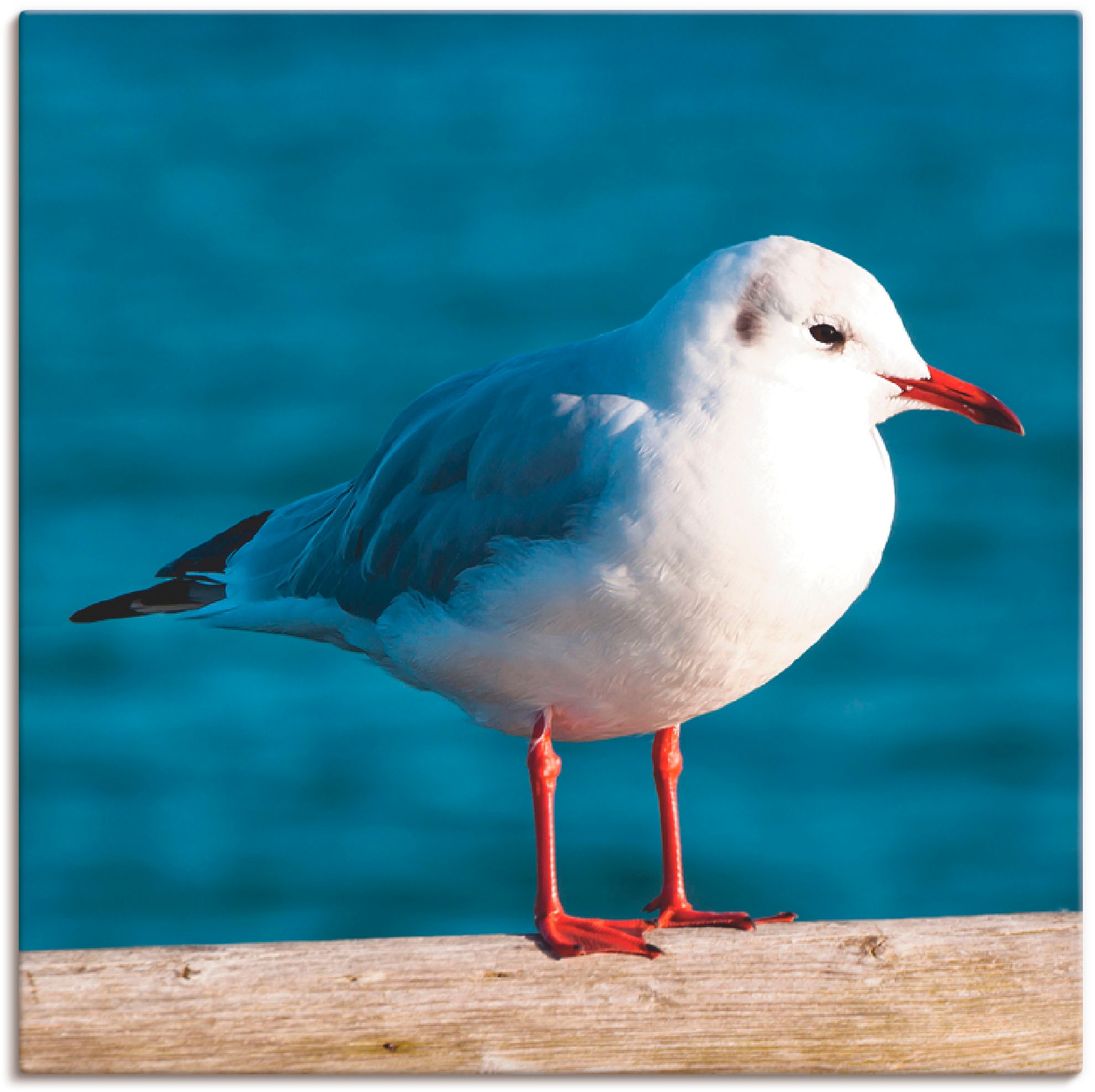 Image of Artland Wandbild »Möwe«, Vögel, (1 St.), in vielen Grössen & Produktarten -Leinwandbild, Poster, Wandaufkleber / Wandtattoo auch für Badezimmer geeignet bei Ackermann Versand Schweiz