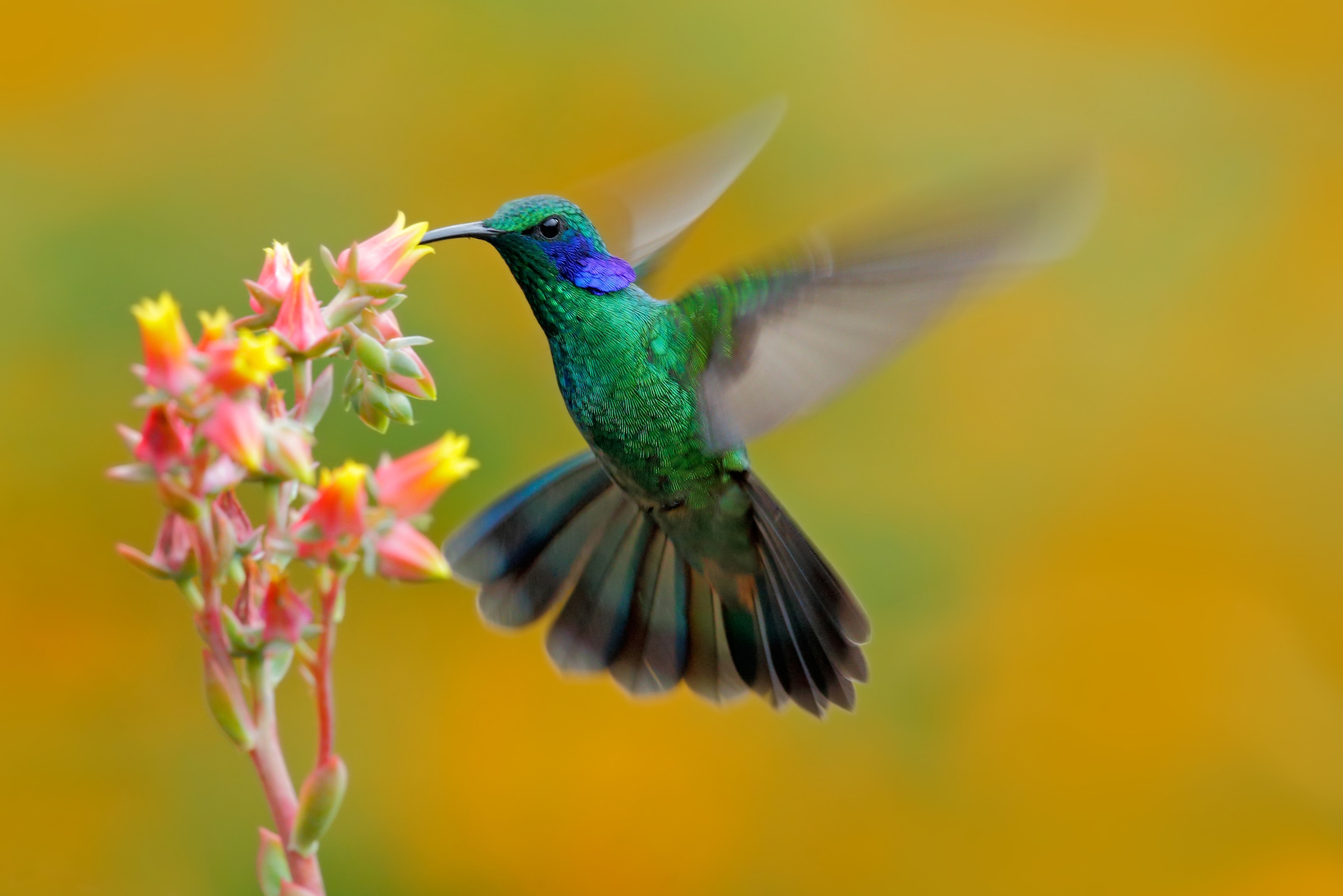 Image of Papermoon Fototapete "Hummingbird Colibri Thalassinus" glatt