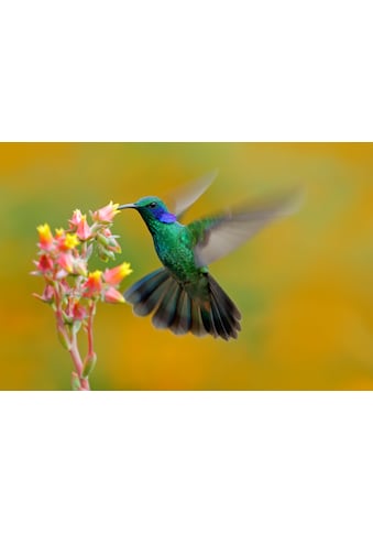 Fototapete »Hummingbird Colibri Thalassinus«