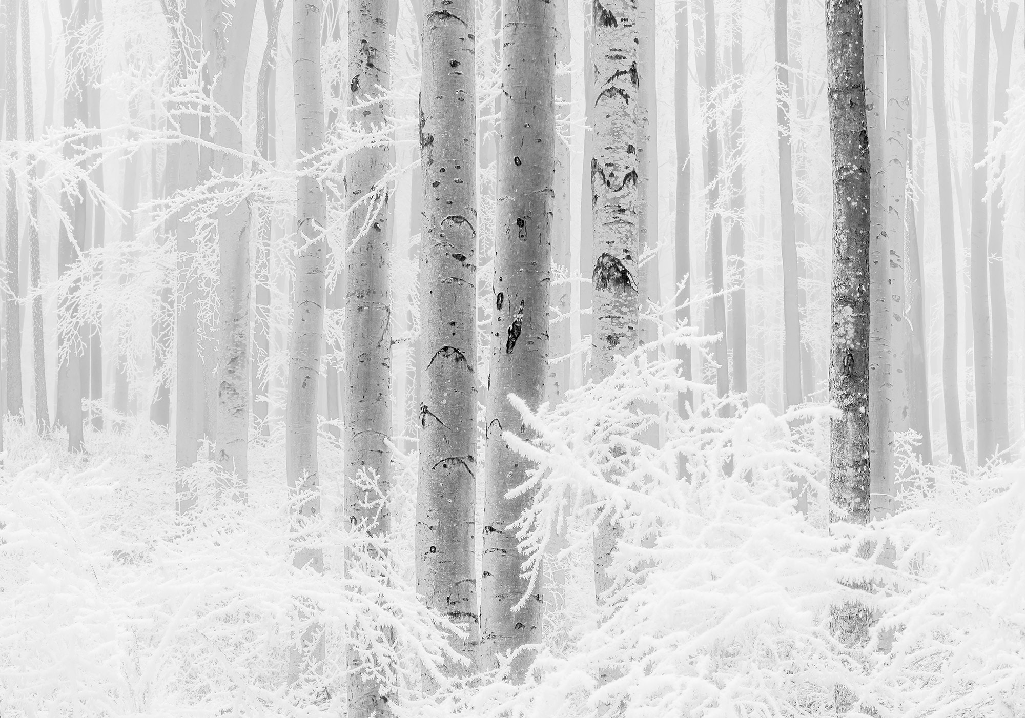 Image of Komar Vliestapete "Digitaldruck Vlies - Winter Wood - Grösse 400 x 280 cm" bedruckt glatt Wohnzimmer, Schlafzimmer