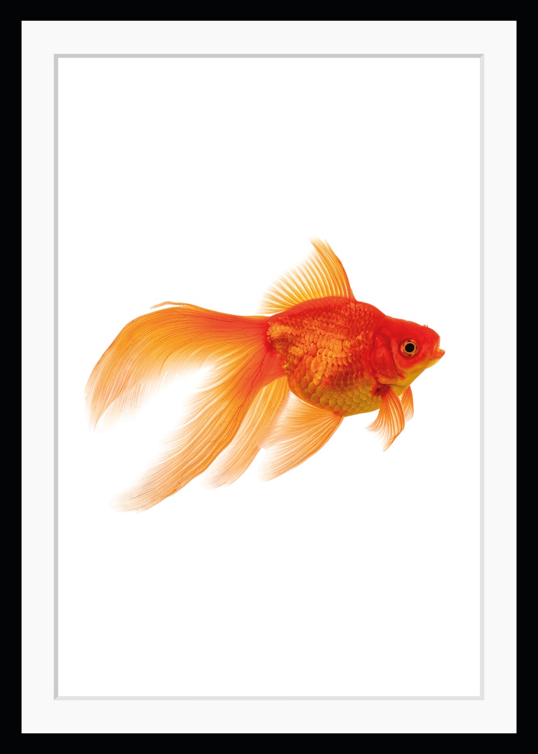 Image of queence Bild "Goldi" Fisch & Meeresfrüchte Humor Kunst HD Premium Poster-Druck inkl. Holzrahmen
