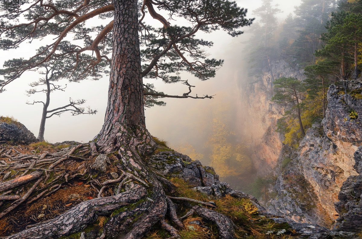 Image of Papermoon Fototapete "Baum an Klippe"