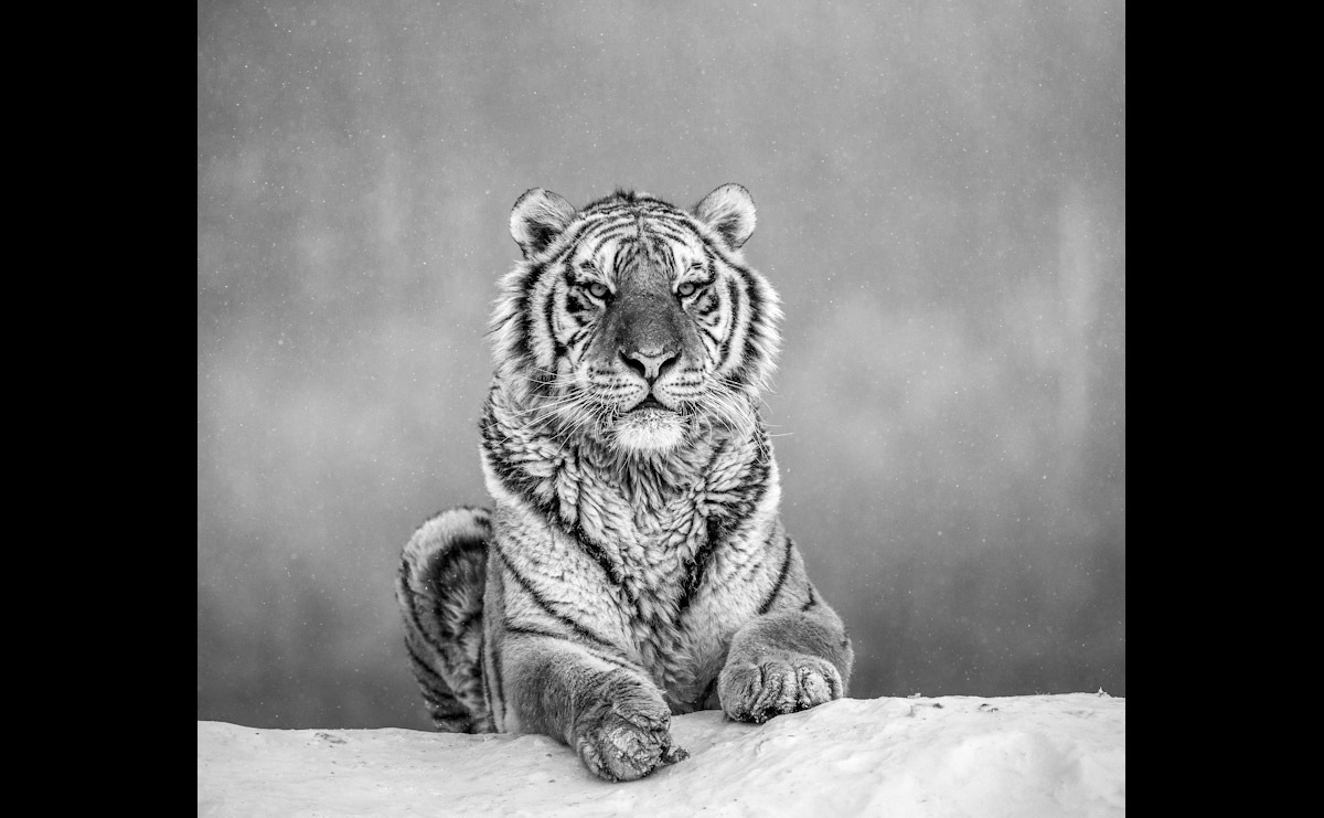 Image of Papermoon Fototapete »Tiger Portrait Schwarz & Weiss«, Vliestapete, hochwertiger Digitaldruck, inklusive Kleister bei Ackermann Versand Schweiz
