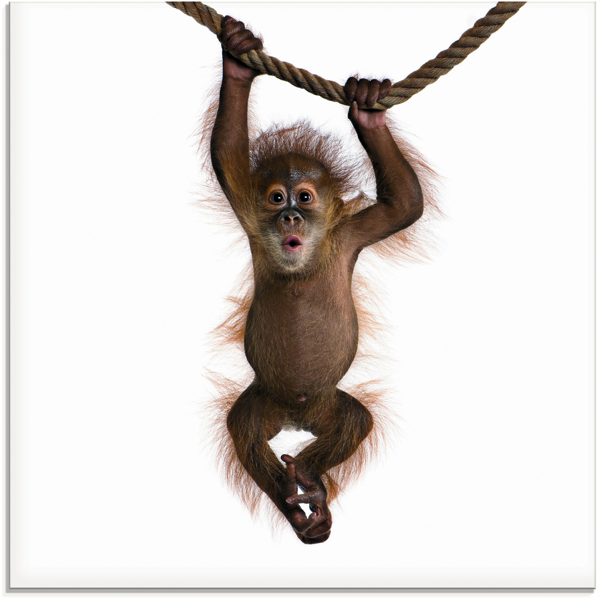 Image of Artland Glasbild "Baby Orang Utan hängt an Seil II" Wildtiere 1 Stk. tlg. in verschiedenen Grössen