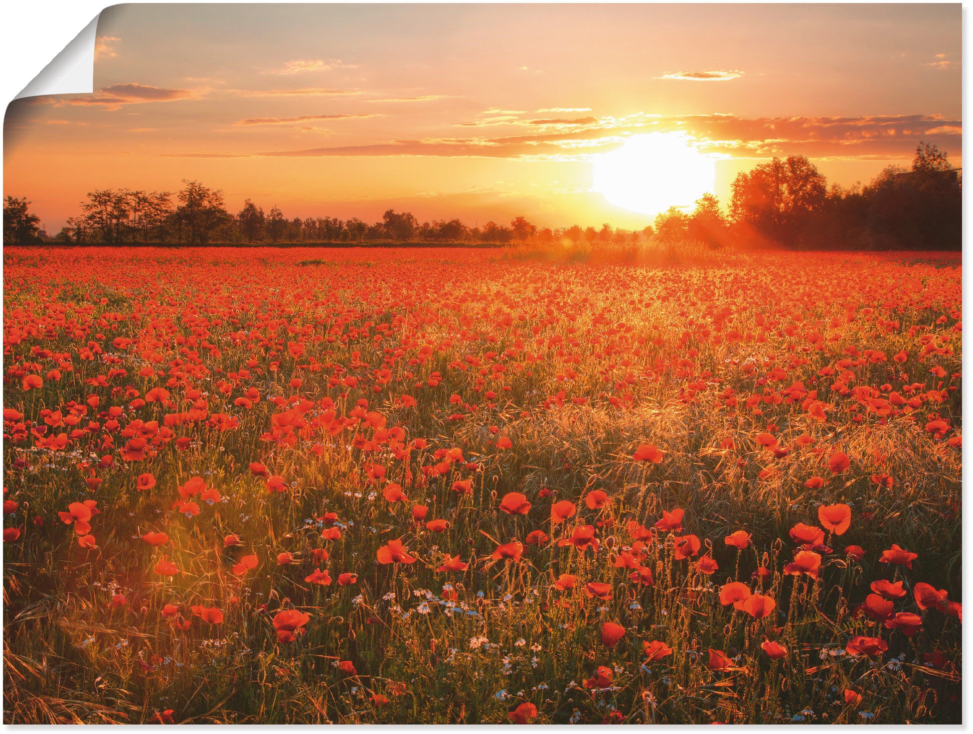 Image of Artland Wandbild »Mohnblumenfeld bei Sonnenuntergang«, Blumenbilder, (1 St.), in vielen Grössen & Produktarten - Alubild / Outdoorbild für den Aussenbereich, Leinwandbild, Poster, Wandaufkleber / Wandtattoo auch für Badezimmer geeignet bei Ackermann Versa