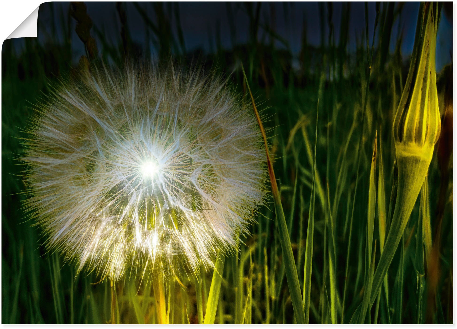 Image of Artland Wandbild »Pusteblume Nachts beleuchtet.«, Blumenbilder, (1 St.), in vielen Grössen & Produktarten - Alubild / Outdoorbild für den Aussenbereich, Leinwandbild, Poster, Wandaufkleber / Wandtattoo auch für Badezimmer geeignet bei Ackermann Versand Sc