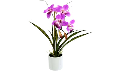 kaufen Kunstorchidee »Phalaenopsis« Creativ green