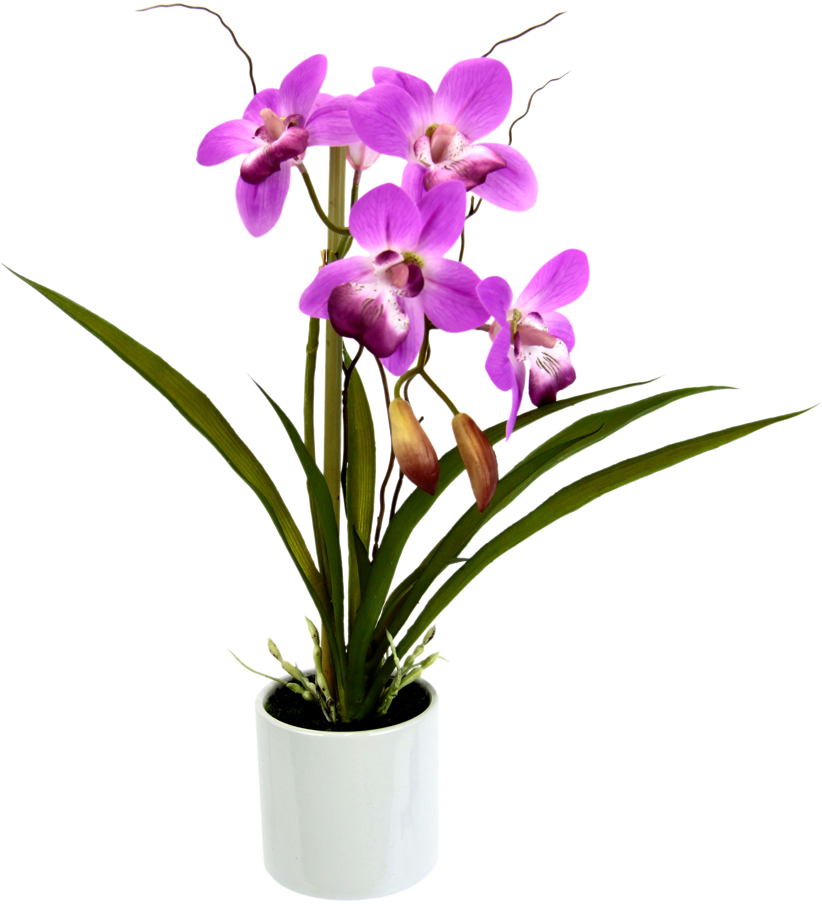 Creativ kaufen Kunstorchidee green »Phalaenopsis«