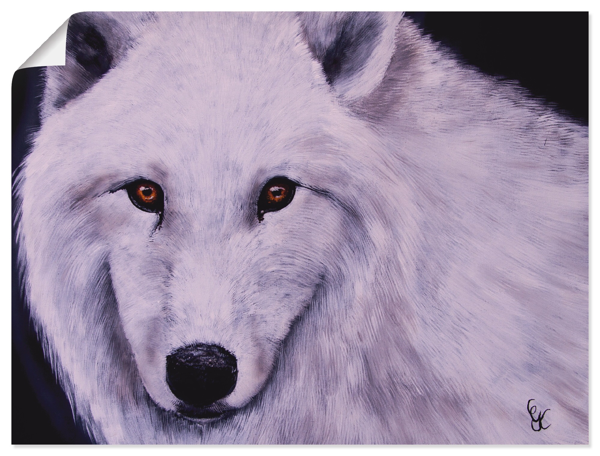 Image of Artland Wandbild »Weisser Wolf«, Wildtiere, (1 St.), in vielen Grössen & Produktarten - Alubild / Outdoorbild für den Aussenbereich, Leinwandbild, Poster, Wandaufkleber / Wandtattoo auch für Badezimmer geeignet bei Ackermann Versand Schweiz