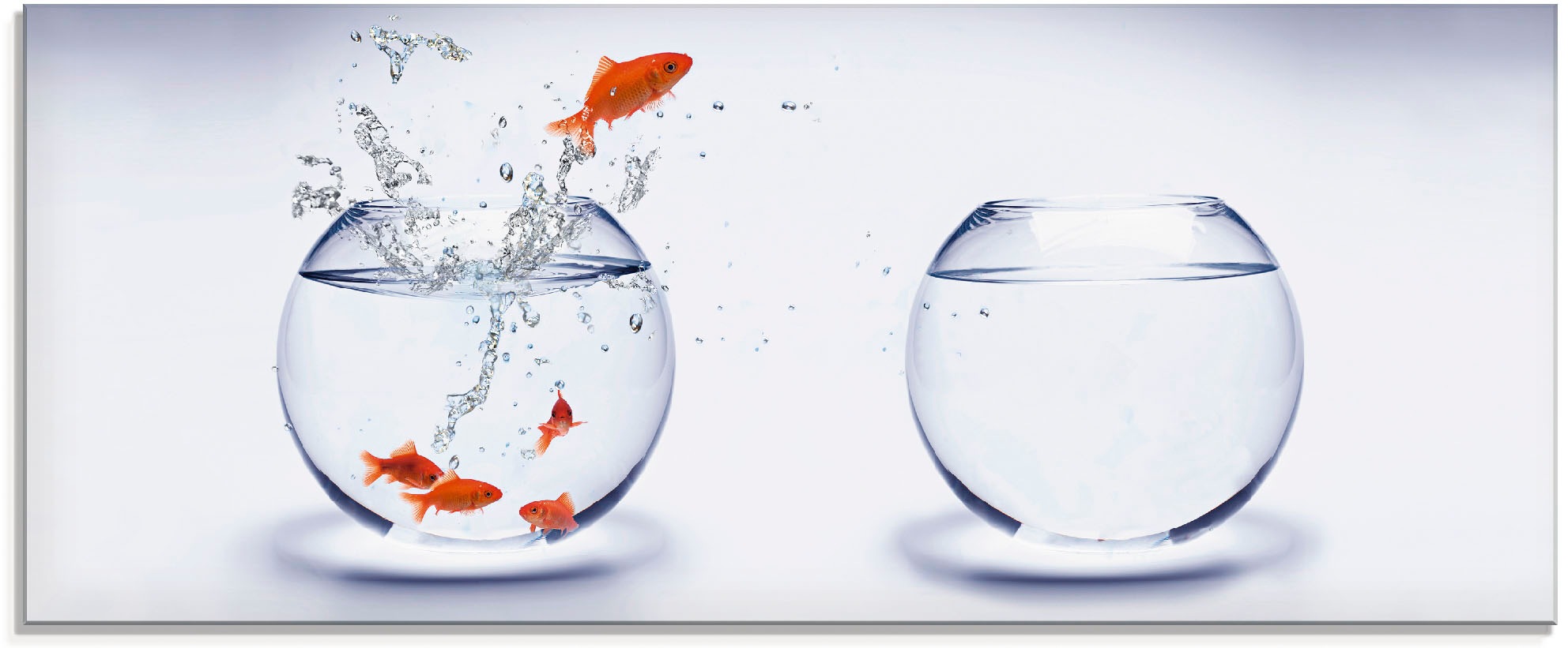 Image of Artland Glasbild »Goldfischaquarium«, Wassertiere, (1 St.) bei Ackermann Versand Schweiz