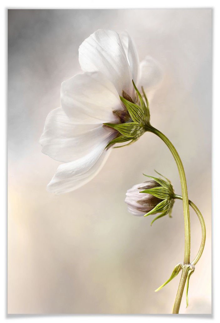 Image of Wall-Art Poster »Cosmos«, Schriftzug, (1 St.) bei Ackermann Versand Schweiz