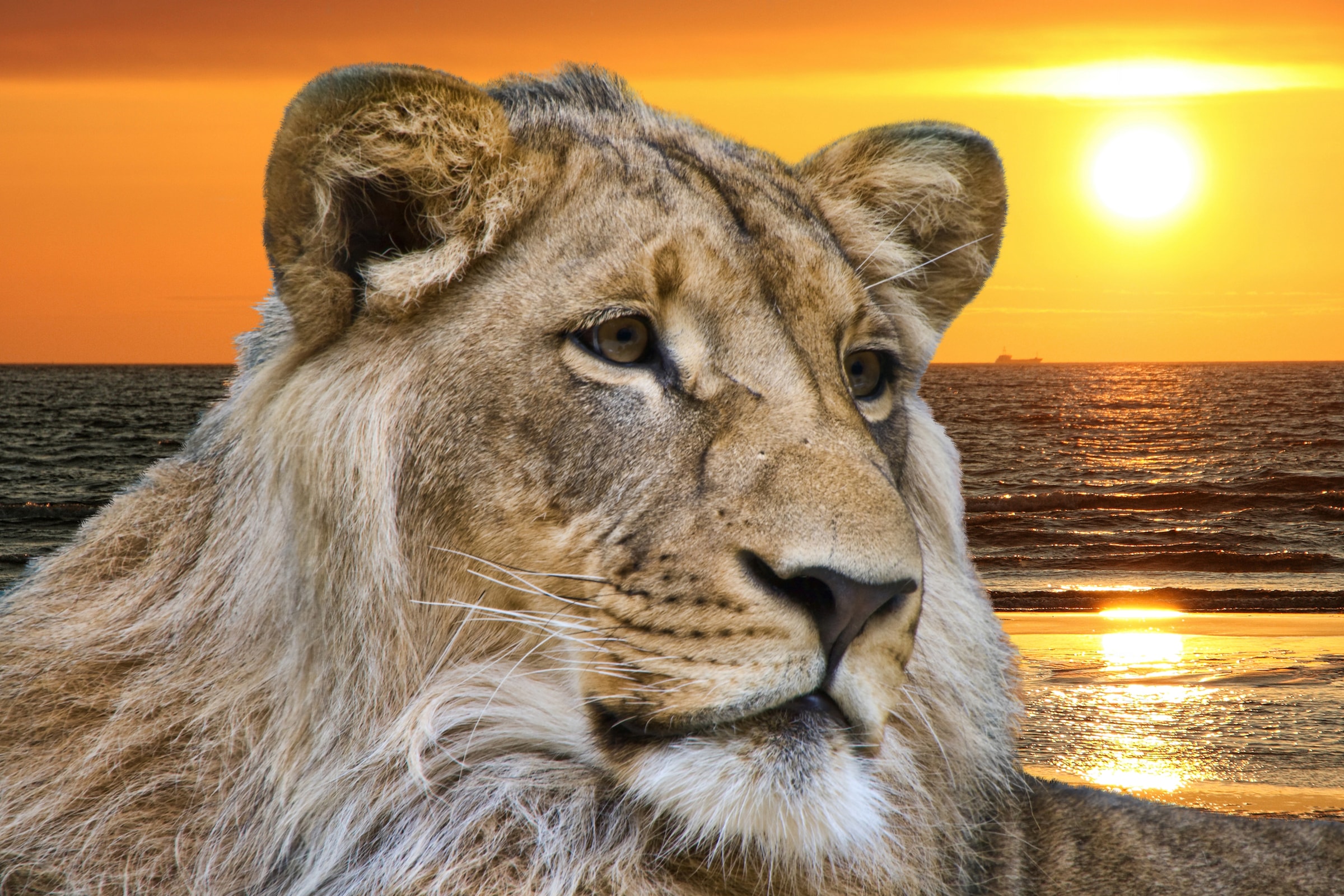 Image of Papermoon Fototapete "Lion in Sunset" glatt
