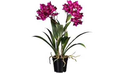 Botanic-Haus Kunstorchidee »Orchidee Bora« bequem kaufen