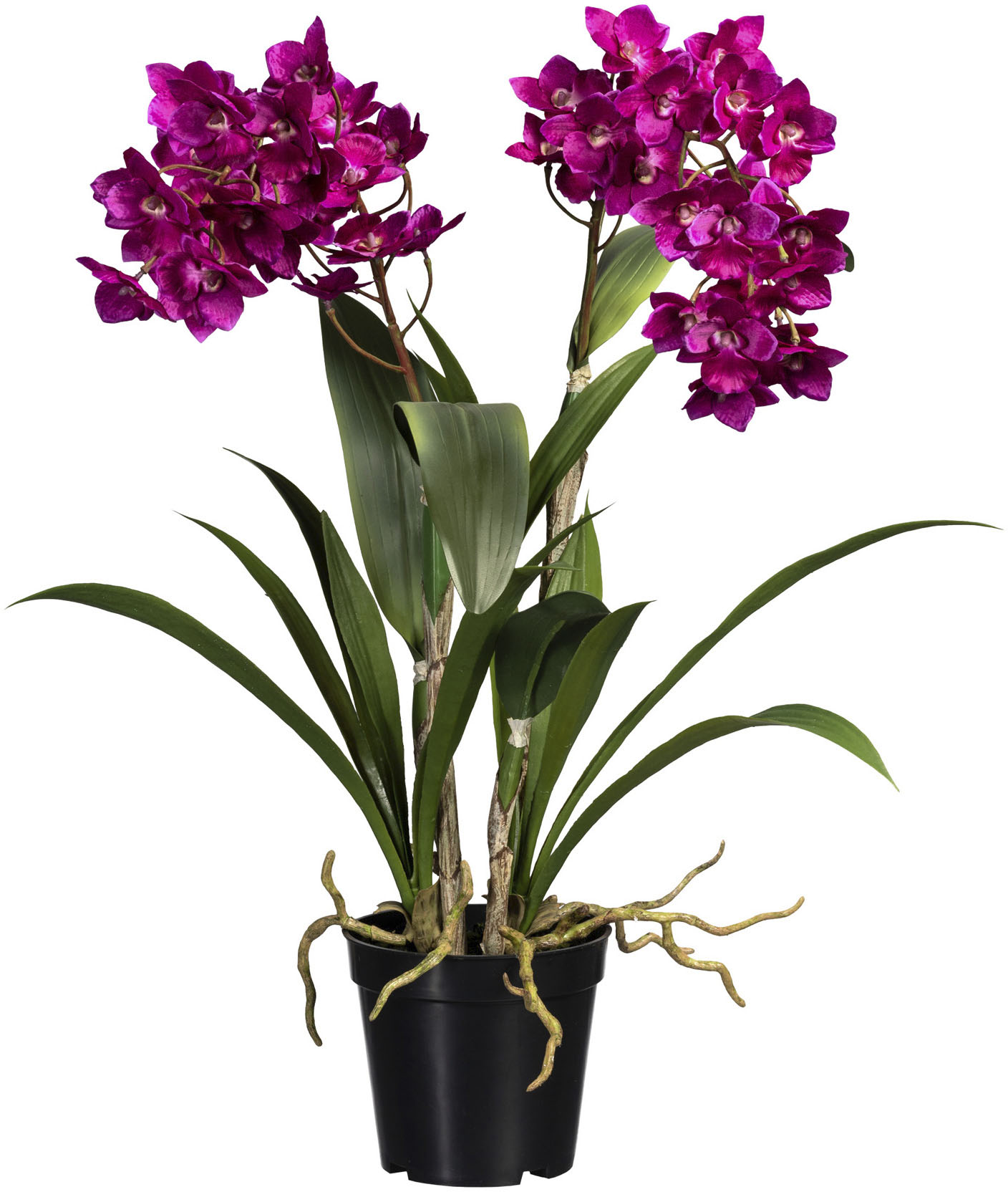 »Orchidee Kunstorchidee kaufen Botanic-Haus bequem Bora«