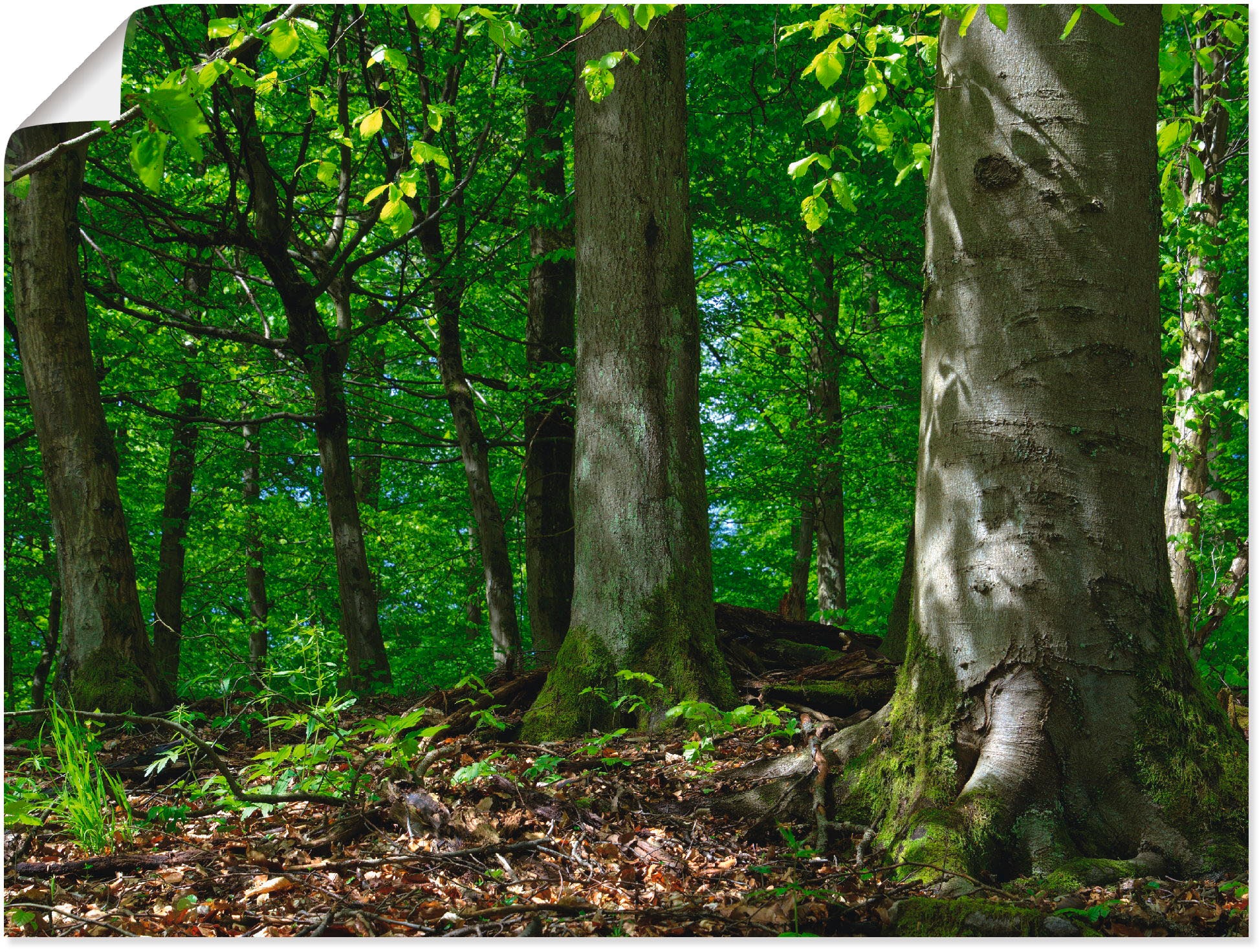 Artland Wandbild »Frühling im Buchenwald«, in Wandaufkleber als Grössen oder Leinwandbild, Poster (1 St.), versch. confortablement acheter Wald
