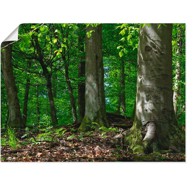 Artland Wandbild »Frühling im Buchenwald«, Wald, (1 St.), als Leinwandbild,  Wandaufkleber oder Poster in versch. Grössen acheter confortablement
