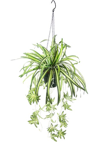 my home Kunstpflanze »Grünlilie«, (1 St.), Mit Hängeampe, künstliche Wasserlilie kaufen