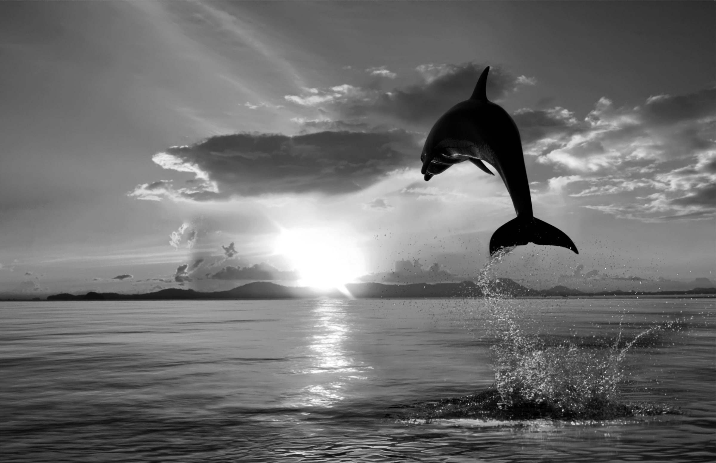 Image of Papermoon Fototapete "Delfin Schwarz & Weiss"