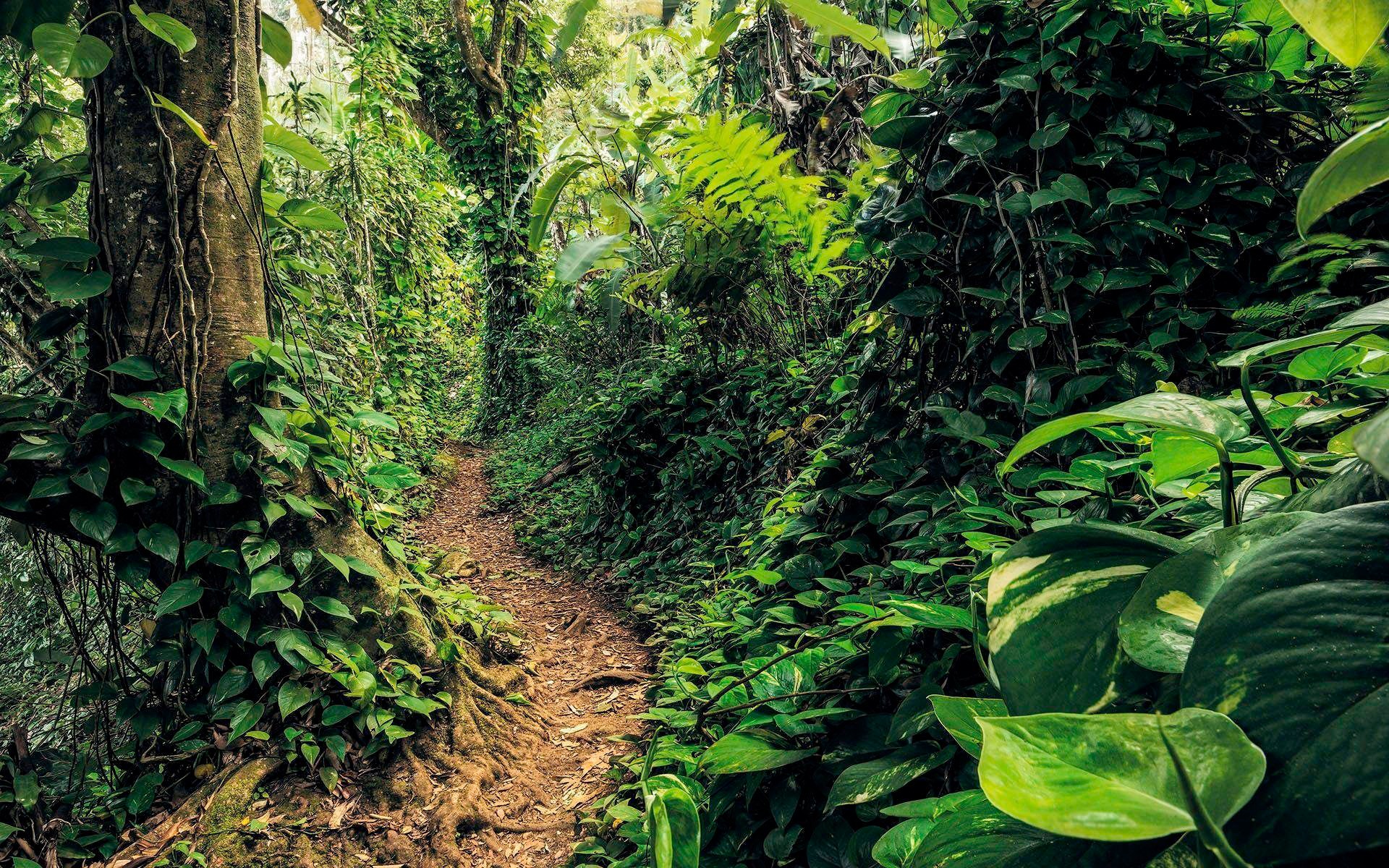 Image of Komar Vliestapete »Path of Dreams«, naturalistisch bei Ackermann Versand Schweiz