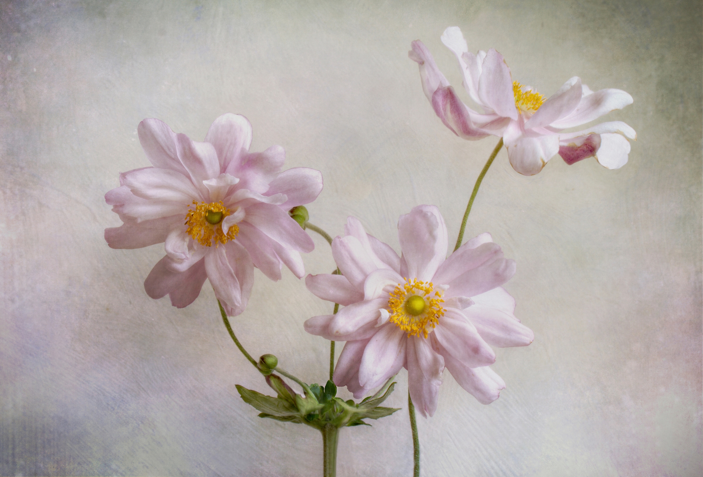 Image of Papermoon Fototapete "Photo-Art MANDY DISHER, ANEMONEN"