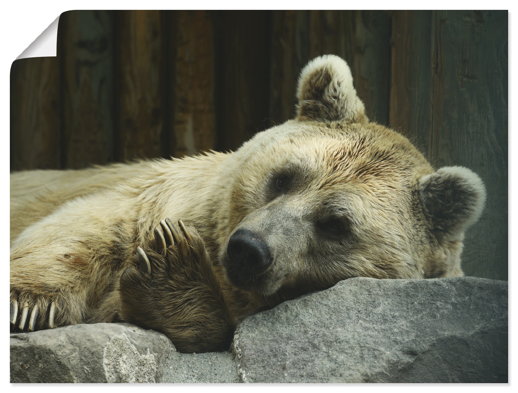 Image of Artland Wandbild »Bär I«, Wildtiere, (1 St.), in vielen Grössen & Produktarten -Leinwandbild, Poster, Wandaufkleber / Wandtattoo auch für Badezimmer geeignet bei Ackermann Versand Schweiz