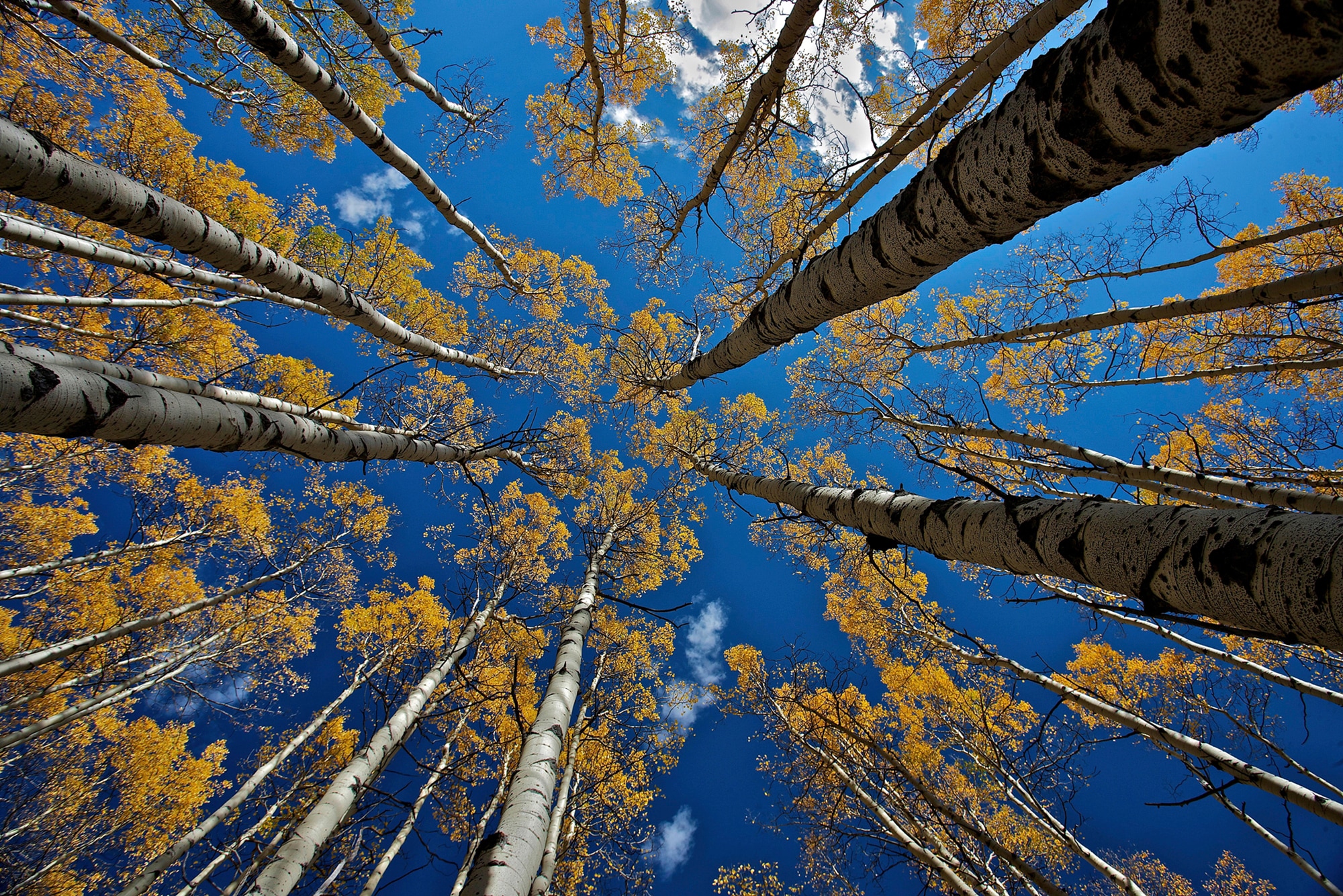 Papermoon Fototapete »Photo-Art VERDON, ASPEN'S FALL«