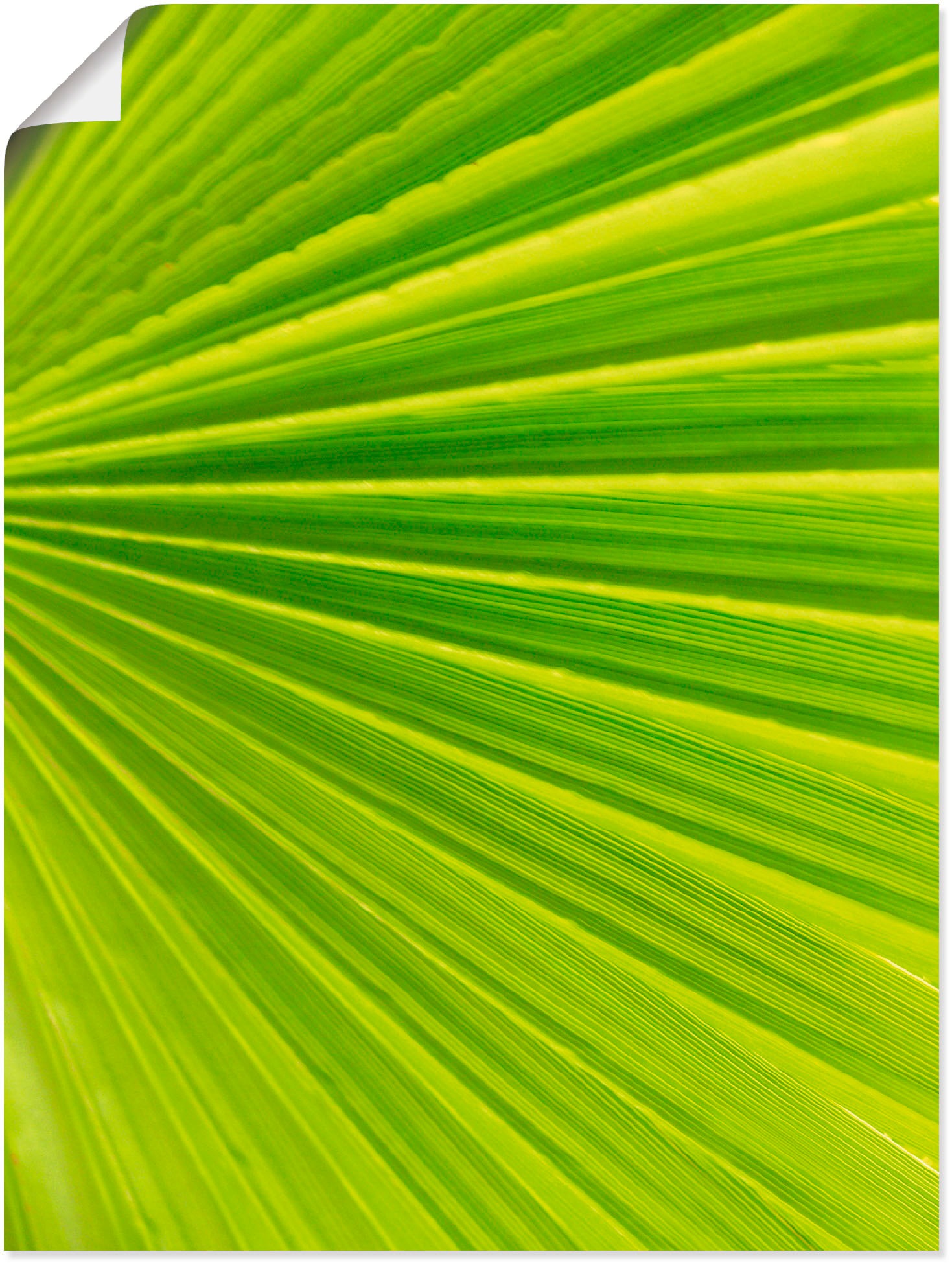 Image of Artland Wandbild »Palmenblätter«, Blätter, (1 St.), in vielen Grössen & Produktarten - Alubild / Outdoorbild für den Aussenbereich, Leinwandbild, Poster, Wandaufkleber / Wandtattoo auch für Badezimmer geeignet bei Ackermann Versand Schweiz