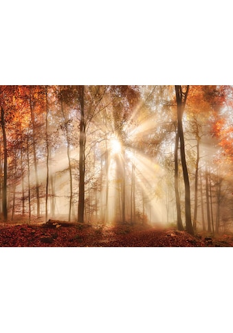 Consalnet Fototapete »Sonniger Wald im Herbst«, Motiv kaufen