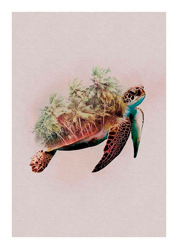 Image of Komar Poster »Animals Paradise Turtle«, Tiere, Höhe: 50cm bei Ackermann Versand Schweiz