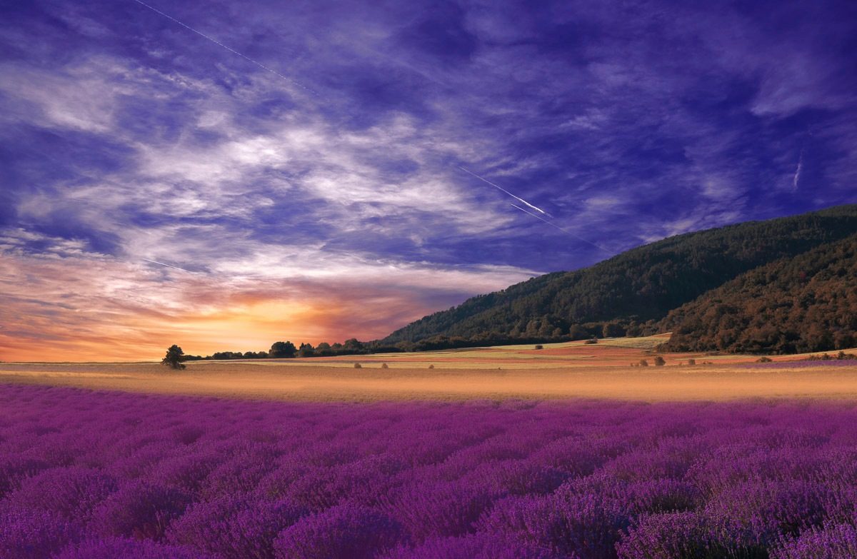 Image of Papermoon Fototapete »PANORAMA-LANDSCHAFT VIOLETT GEBIRGE WIESE FELD LAVENDEL«, Vliestapete, hochwertiger Digitaldruck, inklusive Kleister bei Ackermann Versand Schweiz